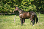 sterreichisches Warmblut auf der Koppel