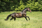 sterreichisches Warmblut auf der Koppel