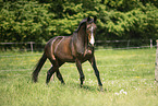 sterreichisches Warmblut auf der Koppel