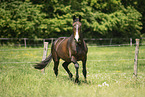 sterreichisches Warmblut auf der Koppel