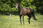 sterreichisches Warmblut auf der Koppel