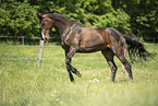 sterreichisches Warmblut auf der Koppel