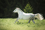 sterreichisches Warmblut auf der Koppel