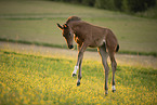 sterreichisches Warmblut Fohlen