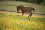 sterreichisches Warmblut Fohlen