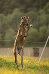 sterreichisches Warmblut Fohlen