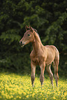 sterreichisches Warmblut Fohlen