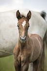 sterreichische Warmblter