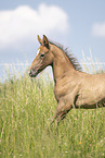 sterreichisches Warmblut Fohlen