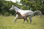 sterreichische Warmblter