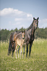 sterreichische Warmblter