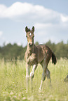 sterreichische Warmblter