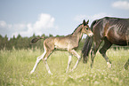 sterreichische Warmblter