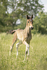 sterreichisches Warmblut Fohlen