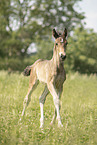 sterreichisches Warmblut Fohlen