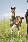 sterreichisches Warmblut Fohlen