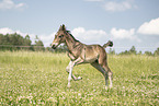 sterreichisches Warmblut Fohlen