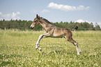 sterreichisches Warmblut Fohlen