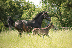 sterreichische Warmblter