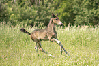 sterreichisches Warmblut Fohlen