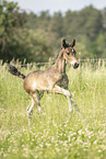 sterreichisches Warmblut Fohlen