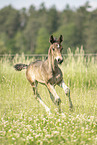 sterreichisches Warmblut Fohlen