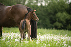 sterreichische Warmblter