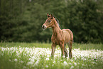 sterreichisches Warmblut Fohlen