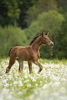 sterreichisches Warmblut Fohlen