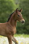 sterreichisches Warmblut Fohlen