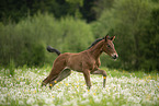 sterreichisches Warmblut Fohlen