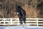 sterreichisches Warmblut