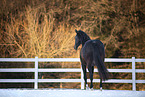 sterreichisches Warmblut