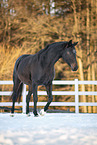 sterreichisches Warmblut