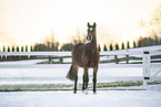 sterreichisches Warmblut