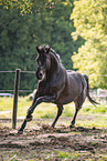 sterreichisches Warmblut
