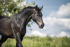 sterreichisches Warmblut