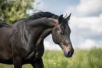 sterreichisches Warmblut