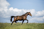 sterreichisches Warmblut