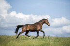 sterreichisches Warmblut