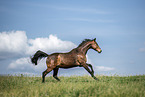 sterreichisches Warmblut