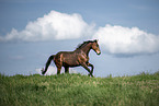sterreichisches Warmblut