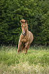 sterreichisches Warmblut