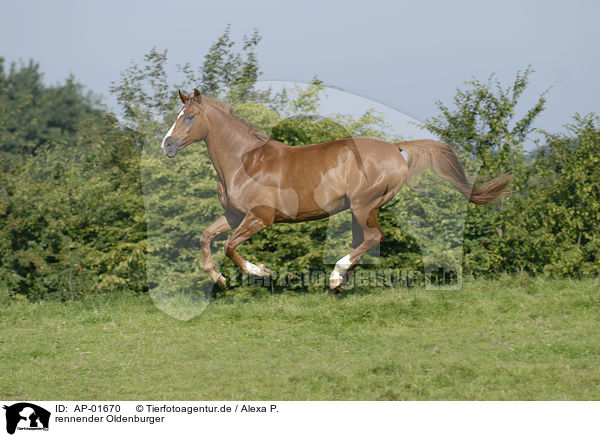 rennender Oldenburger / running horse / AP-01670