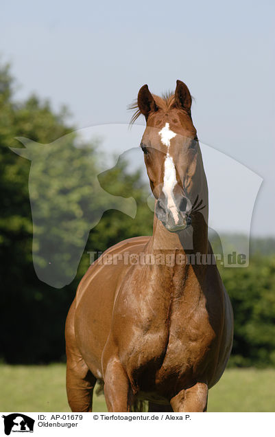 Oldenburger / horse / AP-01679