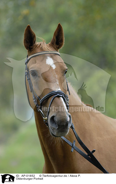 Oldenburger Portrait / horse portrait / AP-01852
