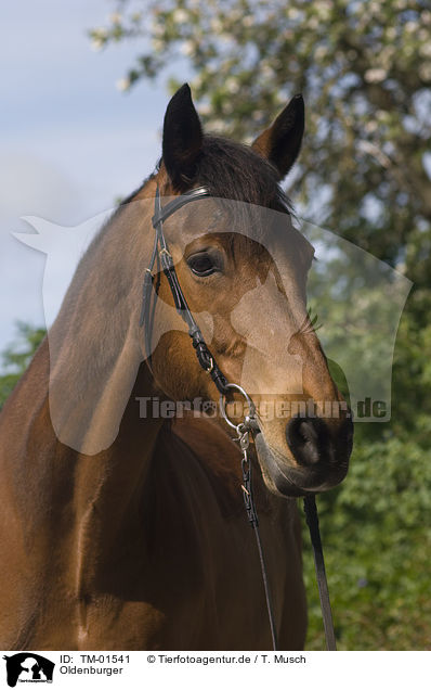 Oldenburger / Oldenburg horse / TM-01541