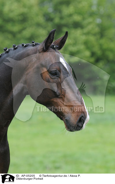 Oldenburger Portrait / Oldenburg Horse Portrait / AP-05205