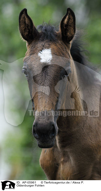 Oldenburger Fohlen / oldenburger foal / AP-05961
