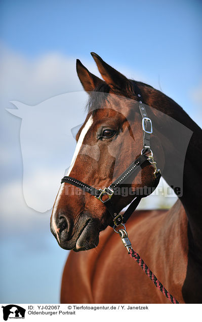 Oldenburger Portrait / Oldenburger horse portrait / YJ-02067